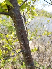 Prunus