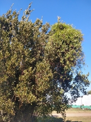 Muehlenbeckia sagittifolia