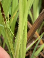 Carex oxylepis