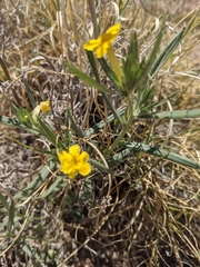 Lithospermum incisum