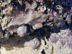 Eudistoma psammion