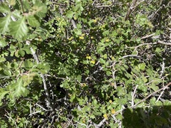 Rhus aromatica pilosissima