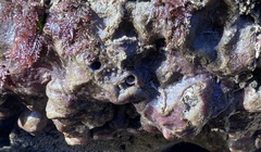 Eudistoma psammion