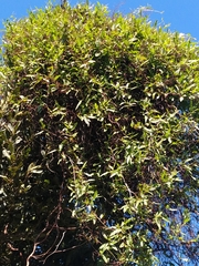 Muehlenbeckia sagittifolia