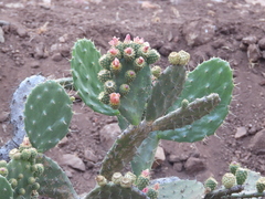 Opuntia atropes