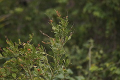 Citharexylum ellipticum