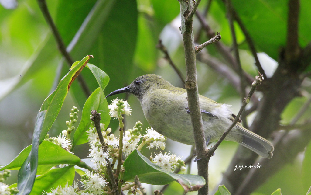 Scaly-crowned Honeyeater