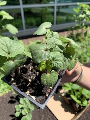 Abelmoschus esculentus