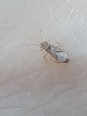 Thaumastocoris peregrinus