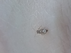 Thaumastocoris peregrinus