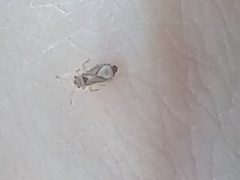 Thaumastocoris peregrinus