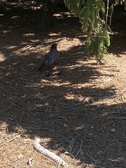 Turdus migratorius