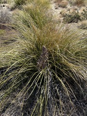 Nolina greenei
