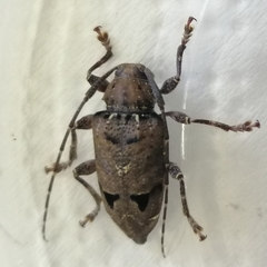 Trypanidius notatus