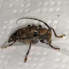 Trypanidius notatus