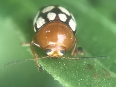 Cryptocephalus guttulatus