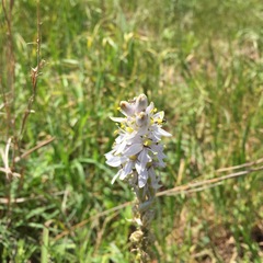 Camassia angusta