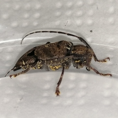 Trypanidius notatus