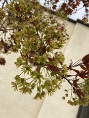 Acer