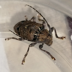 Trypanidius notatus