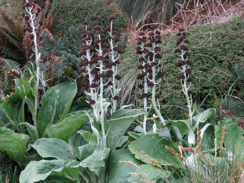 Pleurophyllum criniferum Hook.fil.