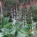 Pleurophyllum criniferum - Photo (c) John Barkla, alguns direitos reservados (CC BY), uploaded by John Barkla
