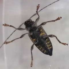 Trypanidius notatus