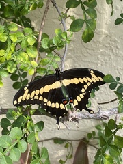 Heraclides cresphontes