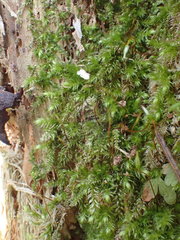 Herzogiella seligeri