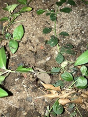 Camponotus rufoglaucus