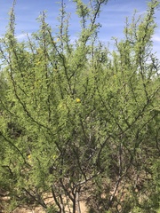 Vachellia vernicosa