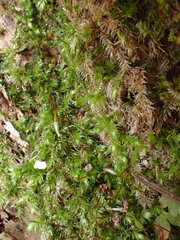 Herzogiella seligeri