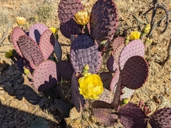 Opuntia santa-rita