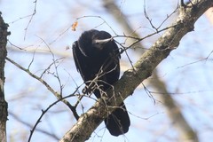 Corvus frugilegus