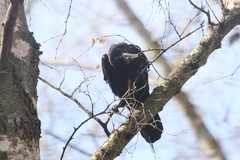 Corvus frugilegus