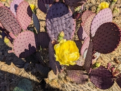 Opuntia santa-rita