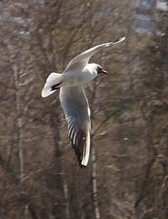 Chroicocephalus ridibundus
