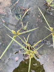Cyperus polystachyos polystachyos
