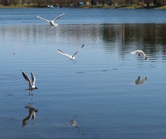 Chroicocephalus ridibundus