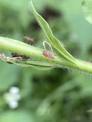 Macrosiphum gaurae