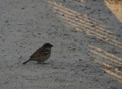 Passer domesticus