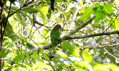 Geoffroyus geoffroyi