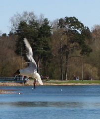 Chroicocephalus ridibundus