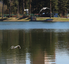 Chroicocephalus ridibundus