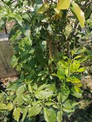 Capsicum annuum glabriusculum