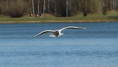 Chroicocephalus ridibundus