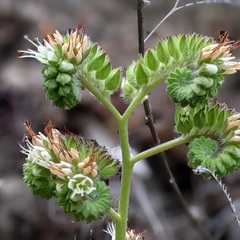 Phacelia imbricata imbricata