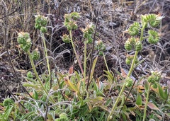 Phacelia imbricata imbricata