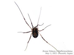 Himalphalangium spinulatum