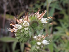 Phacelia imbricata imbricata